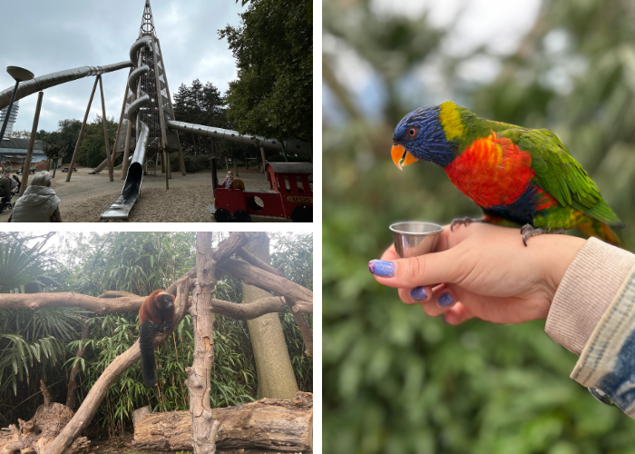 Avifauna