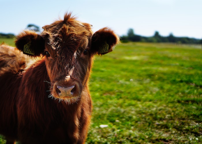 Bruine koe in een weiland.