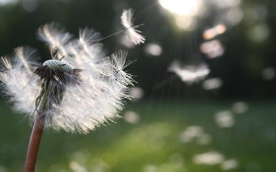 Hoe immunotherapie mij helpt bij mijn allergie