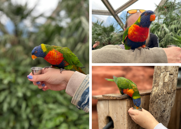 lori's voeren in Avifauna