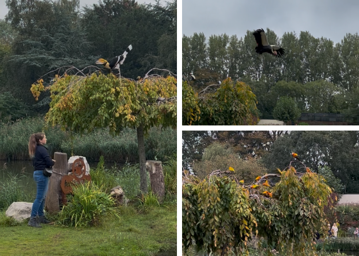Vogeldemonstratie