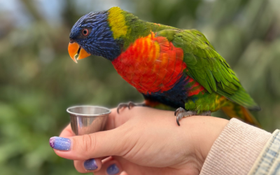 Gezinsuitje: Avifauna Alphen aan den Rijn