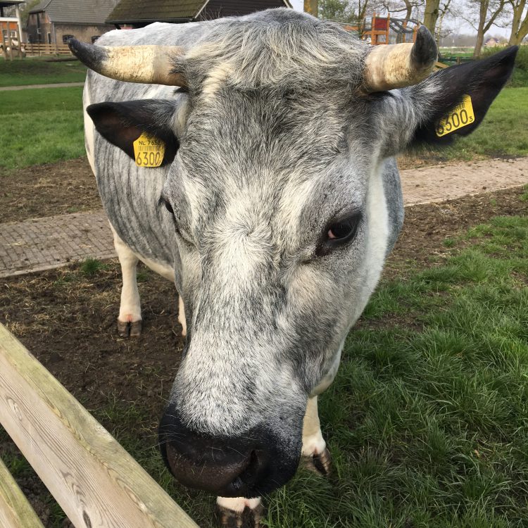 Op de kinderboerderij