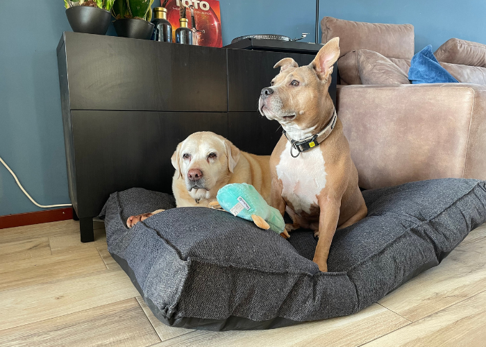 Snoozle hondenkussen review