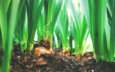 Wanneer kun je bloembollen planten?
