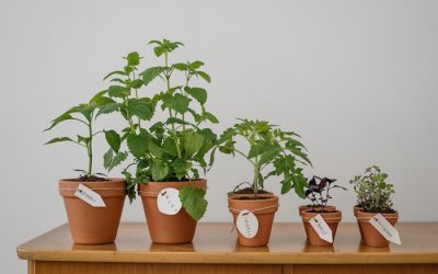 Dit heb je nodig om een mini moestuin te starten