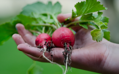 Een moestuin op het balkon of dakterras