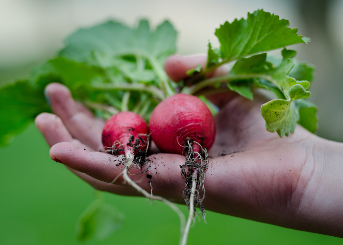 Hand met zelfgeoogste radijsjes behoren bij blog Moestuin op balkon of dakterras.