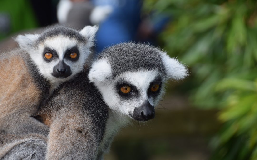 4x echt leuke uitstapjes voor het hele gezin in Gelderland