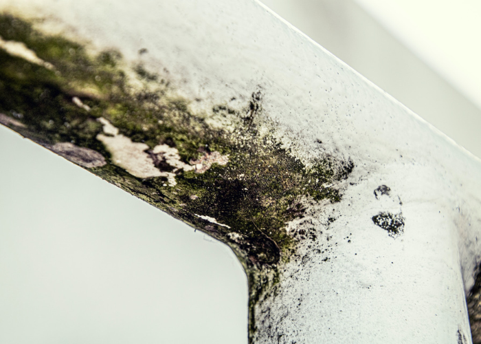 3 Tips: schimmel in huis verwijderen