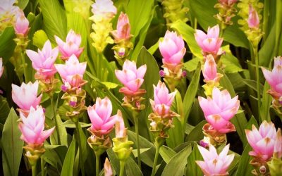 Bloembollen planten in de zomer