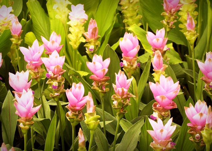 Dahlia's zijn bloembollen die je in de vroege zomer kunt planten.