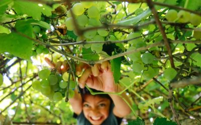 De leukste pluktuinen in Nederland