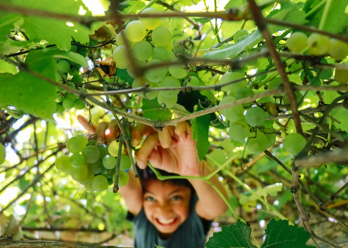 Jongen plukt fruit in een pluktuin.