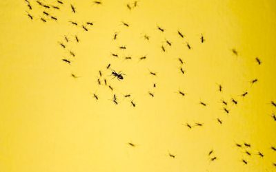 4 tips tegen mieren in en om het huis