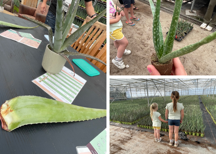 Rondleiding bij Dr. Green Aloë Vera