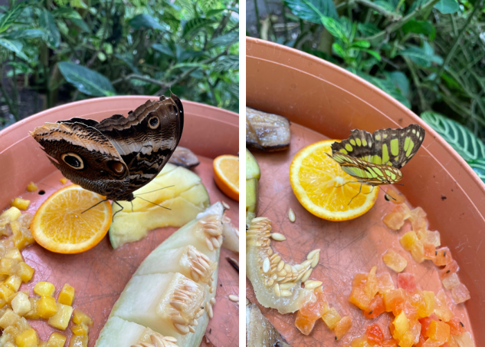 Vlinders in de Amazone in Blijdorp.