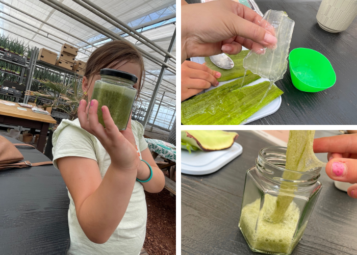 Slijm maken van aloë Vera