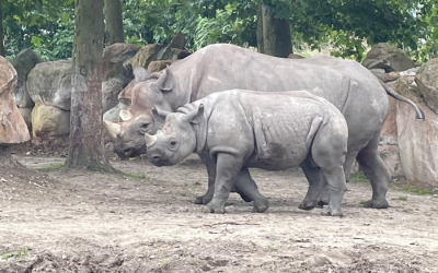 Het voordeel van een abonnement op pretpark of dierentuin