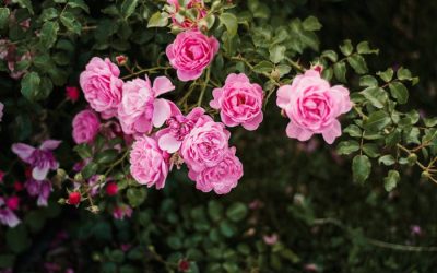 Tuintips: Bladluis op je rozen bestrijden op een natuurlijke manier