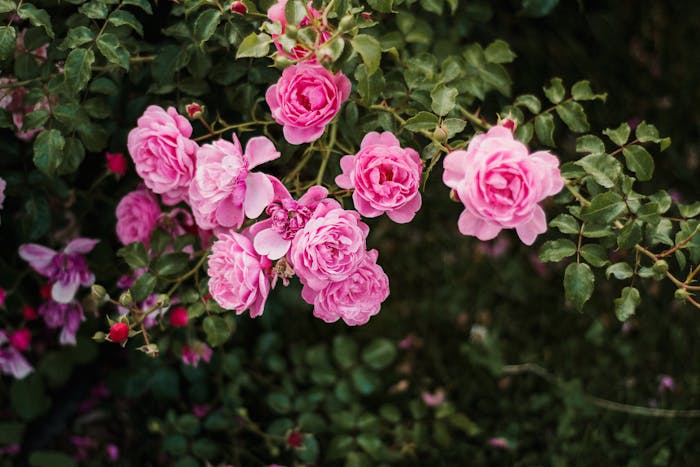 Tuintips: Bladluis op je rozen bestrijden op een natuurlijke manier