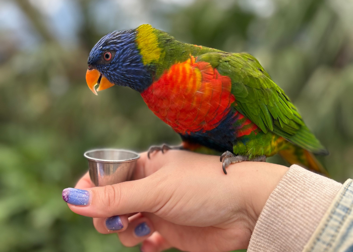 Gezinsuitje: Vogelpark Avifauna